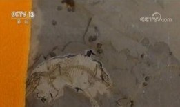 化石视频大全爆料,化石视频大全独家爆料