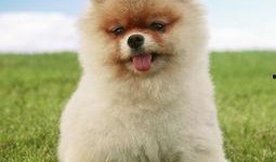 博美爆料新闻报道视频大全,视频大全揭秘热点事件幕后真相