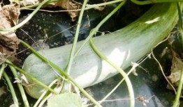 吃瓜两个网红,揭秘吃瓜网红背后的故事