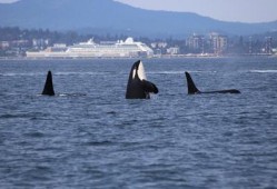 黑鲸鱼在线观看,深海奇遇记