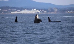 黑鲸鱼在线观看,深海奇遇记