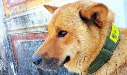 狗子的最新爆料视频大全,揭秘娱乐圈幕后真相