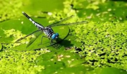 清清草在线观看,在线观看，感受诗意田园的宁静魅力