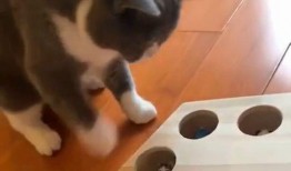 好奇害死猫未在线观看,揭秘未观看背后的故事与启示