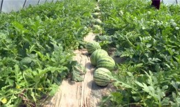 滕州网红吃瓜事件最新,揭秘背后真相与网络舆论风暴