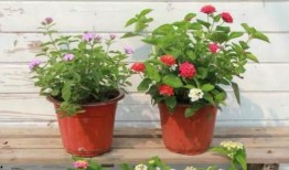 原神博士爆料最新视频下载,探索神秘元素与未知领域