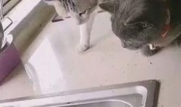 好奇害死猫未在线观看,揭秘未观看背后的故事与启示