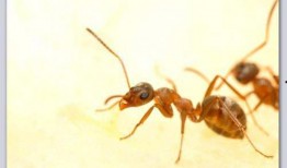 蚂蚁在线观看影片,在线观影之旅