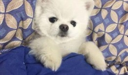 博美爆料新闻报道视频大全,视频大全揭秘热点事件幕后真相