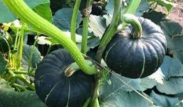 网红吃瓜插PP,揭秘网络热点背后的真相与争议