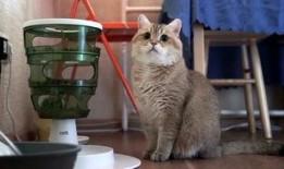 萌宠视频最近爆料在哪看,揭秘热门萌宠动态，快来一睹为快！