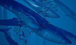 黑鲸鱼在线观看,深海奇遇记