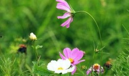 清清草在线观看,在线观看，感受诗意田园的宁静魅力