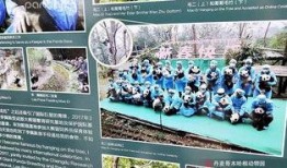 丹麦政府爆料视频最新版,揭秘事件背后真相