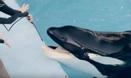 黑鲸鱼在线观看,深海奇遇记