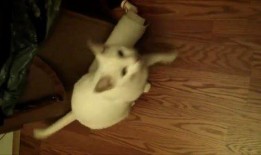 萌宠视频最近爆料在哪看,揭秘热门萌宠动态，快来一睹为快！