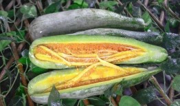 油管吃瓜网红,揭秘网络红人的幕后生活