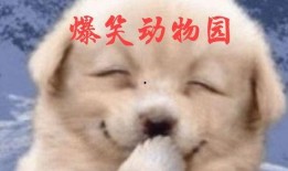 萌宠视频最近爆料在哪看,揭秘热门萌宠动态，快来一睹为快！