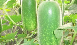 网红吃瓜聊天背景图高清,揭秘网络社交背后的趣味与热议