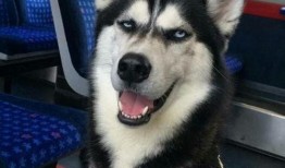 爆料二哈视频下载网站,热门下载网站大曝光